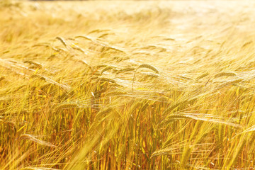 Wheat field. Nature Sunset Landscape.