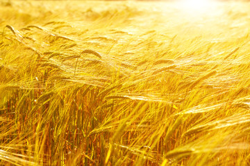 Wheat field. Nature Sunset Landscape.