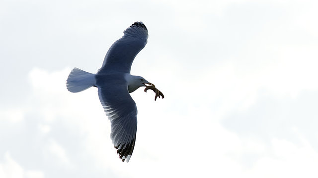 Fliegende M&ouml;we mit einem Seestern im Schabel