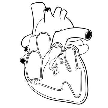 Heart Anatomy-Vector Illustration