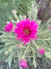 Obraz premium Purple flower