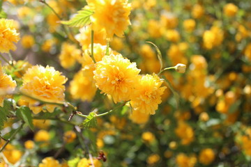 Ranunkelstrauch im Sonnenschein