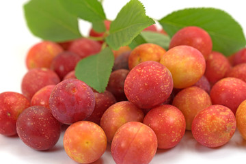 Wilde Mirabellen, Prunus cerasifera