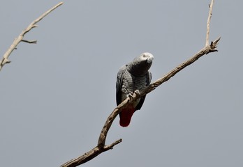 African grey parrot perched on dry tree branch