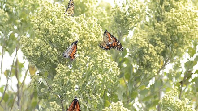 Low angle, monarch butterflies on tropical tree
