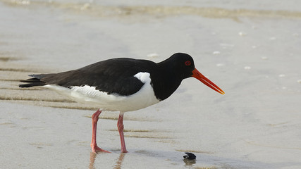 Austernfischer am Strand der Nordseeinsel Sylt
