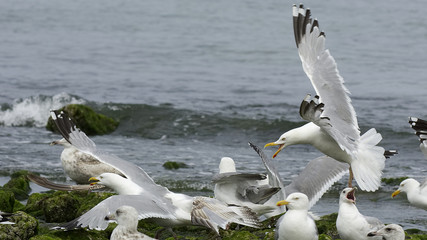 Streitende Möwen auf der Nordseeinsel Sylt