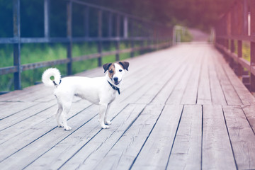 Jack Russell on wooden bridge, countryside