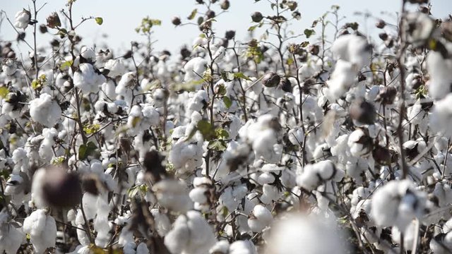 Lush cotton plants in field, medium