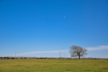 Obraz premium Moon Over Landscape with Lone Tree