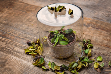 Dionaea muscipula with decor on wooden background