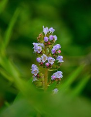 Wildflowers in full splendor, echium strictum, endemic plant of Canary islands