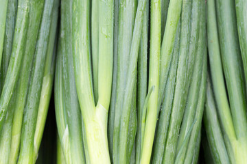 Obraz premium Green onion closeup