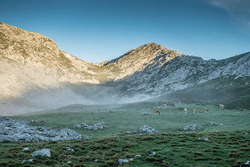 Cows at sunrise in Picos de Europa