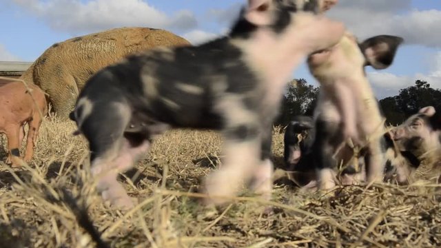 Piglets play by grazing mother, low angle