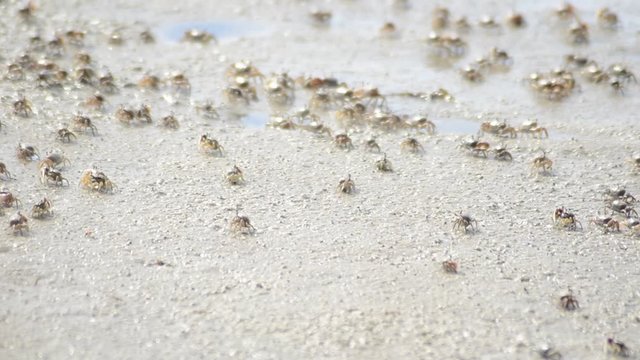 Group Of Tiny Crabs On Marsh, Close Up