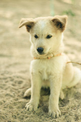 Obraz premium cachorro