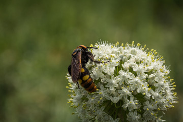 Megascolia maculata. The mammoth wasp. Scola giant wasp on a onion flower? selective focus.
