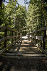 Forest Bridge 