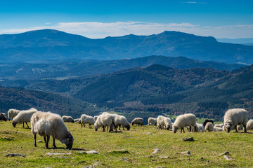 Sheeps pasturing in the mountains