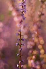 Flowers of heather in morning dew lit with pornographic sun