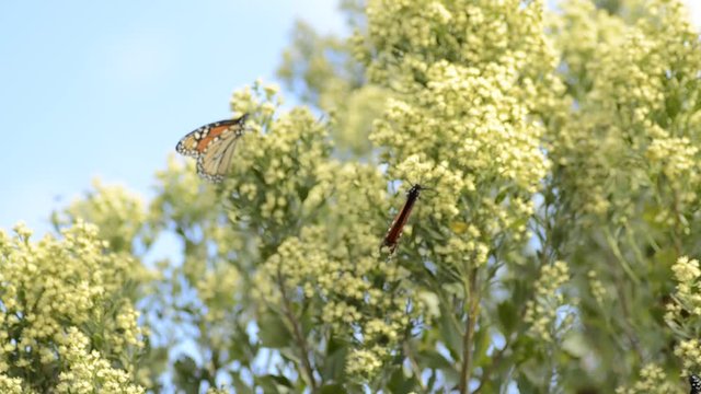 Close up, two monarch butterflies crawl on tree