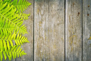 fern leaves on the old wooden faded background with copy space