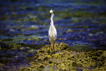 Garza de Caribe 