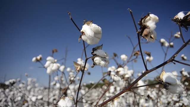 Close up, cotton plant in rural environment