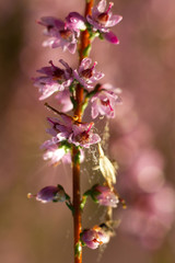 Flowers of heather in morning dew lit with pornographic sun