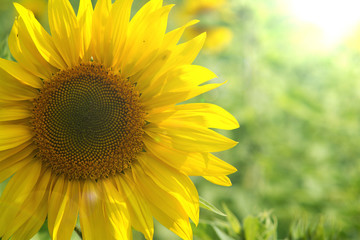 Obraz premium Single sunflower and sun illuminating it from behind