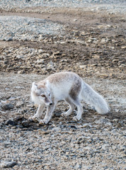 Arctic Fox near a campsite, Svalbard