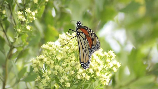 Wind blows monarch butterfly on tropical tree, close up