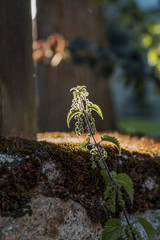 Planta en contraluz