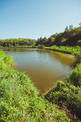 Wild forest lake