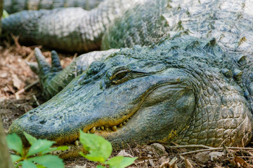 American Alligator