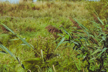 Vegetation in the forest
