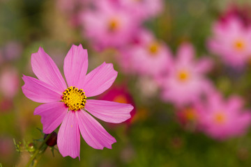 Big pink flowers Cosmos bipinnatus from the family Asteraceae
