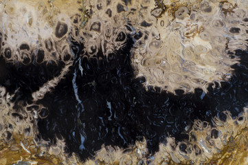 Versteinertes Holz Baumstamm Baum Textur