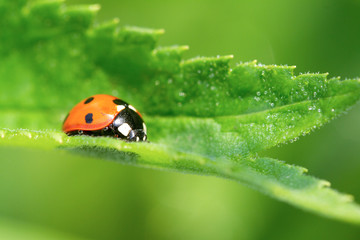 Red ladybug with black dots resting on a green leaf