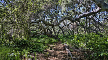 Oak Forest Path