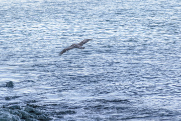 Fototapeta premium Bird Flying Over Ocean, Galapagos, Ecuador