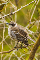 Grey Bird at Dry Tree, Galapagos, Ecuador