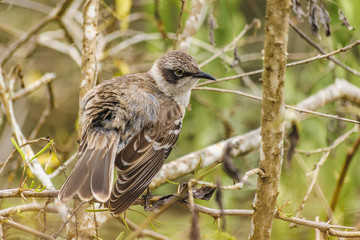 Grey Bird at Dry Tree, Galapagos, Ecuador