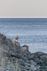 Fototapeta na wymiar Pelican at Rock, Galapagos, Ecuador