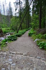 szlak turystyczny w Tatrach