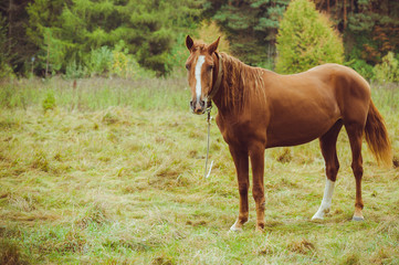 Horse in the forest