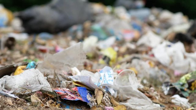 Close up of waste with many flies