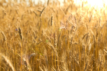 Fototapeta premium The ears of ripe corn lighted by the warm summer sun