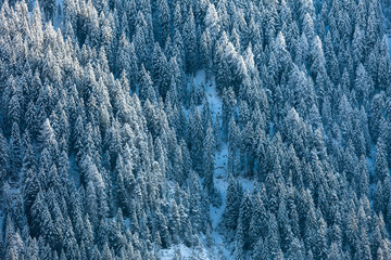 snow-covered fir forest